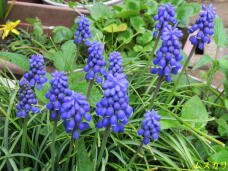 185852_1.jpg  : 77 KB