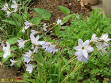 185852_2.jpg  : 78 KB