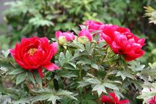 185860_1.jpg  : 149 KB