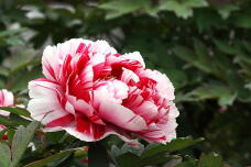 185860_2.jpg  : 133 KB