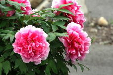 185860_3.jpg  : 153 KB