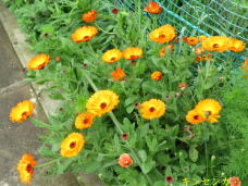 185864_1.jpg  : 86 KB