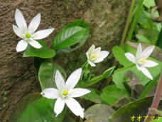 185864_2.jpg  : 53 KB