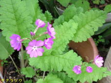 185864_3.jpg  : 50 KB