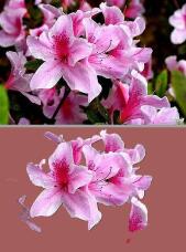 185868_2.jpg  : 106 KB