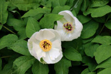 185872_1.jpg  : 60 KB