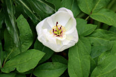 185872_2.jpg  : 61 KB