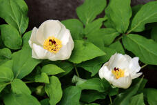 185872_3.jpg  : 64 KB