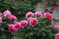 185874_1.jpg  : 132 KB