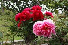 185874_2.jpg  : 151 KB