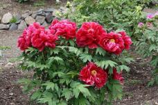 185874_3.jpg  : 162 KB