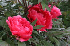 185904_1.jpg  : 156 KB