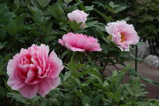 185904_2.jpg  : 148 KB
