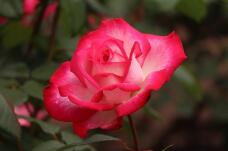 185933_2.jpg  : 52 KB