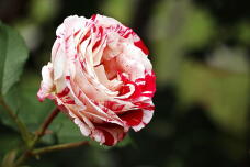 185962_2.jpg  : 91 KB