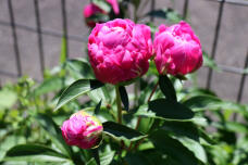 186037_3.jpg  : 65 KB