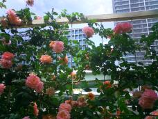 186074_2.jpg  : 131 KB