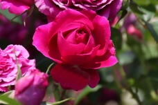 186151_1.jpg  : 61 KB