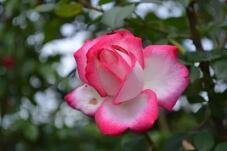 186174_2.jpg  : 34 KB