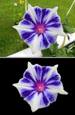 186204_1.jpg  : 179 KB