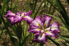186214_1.jpg  : 132 KB