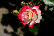 186273_1.jpg  : 44 KB