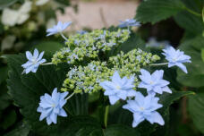 186493_1.jpg  : 66 KB