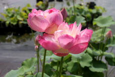 187031_1.jpg  : 57 KB