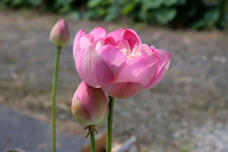 187031_3.jpg  : 42 KB