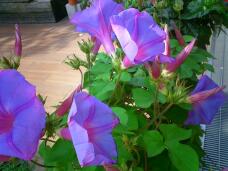 187168_1.jpg  : 171 KB