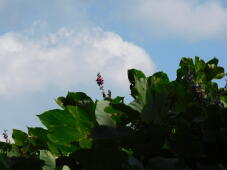 188161_2.jpg  : 533 KB