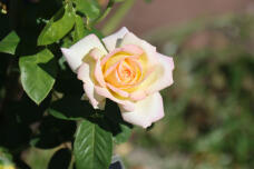 188556_2.jpg  : 45 KB