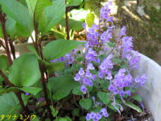 188717_2.jpg  : 66 KB